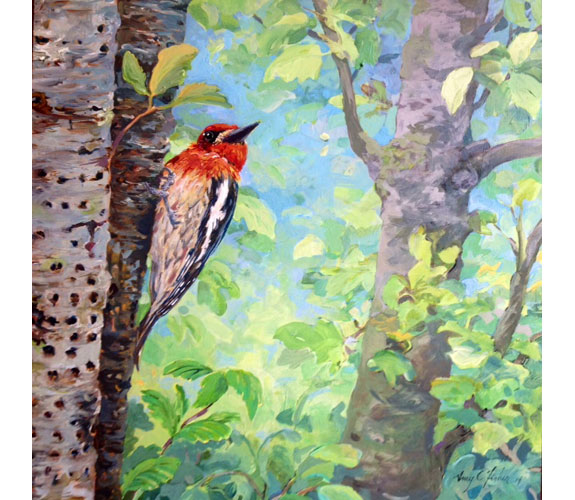 Amy Fisher "Red-breasted Sapsucker"